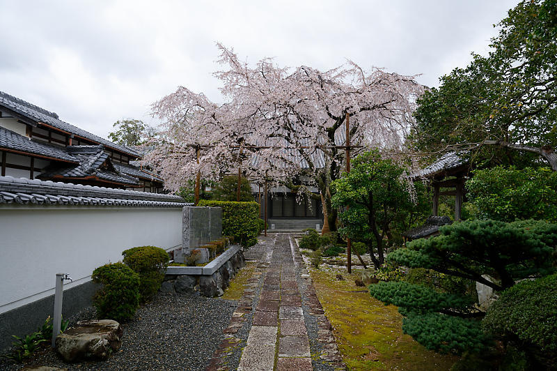 2020桜巡り@内緒のお寺_f0032011_20005886.jpg