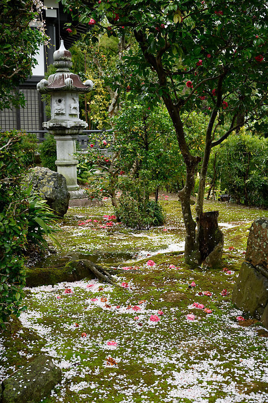 2020桜巡り@内緒のお寺_f0032011_20005929.jpg