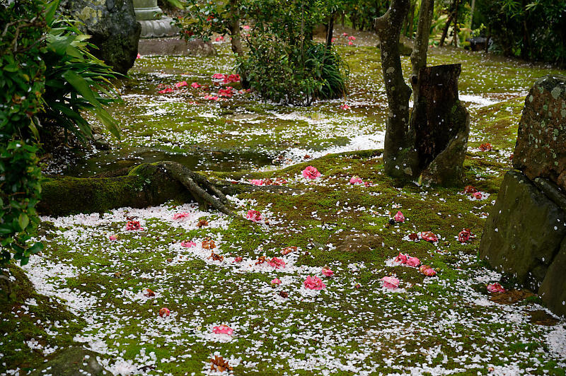 2020桜巡り@内緒のお寺_f0032011_20005986.jpg