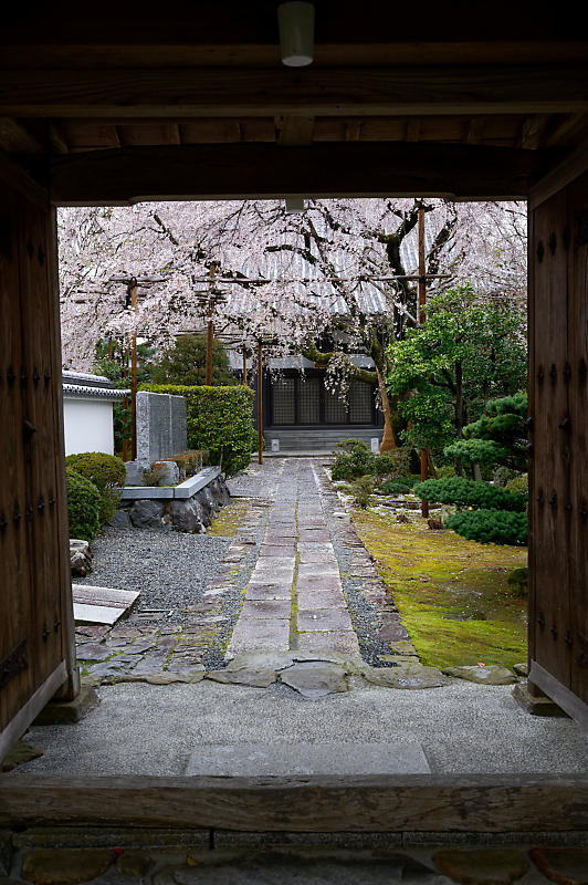 2020桜巡り@内緒のお寺_f0032011_20010060.jpg
