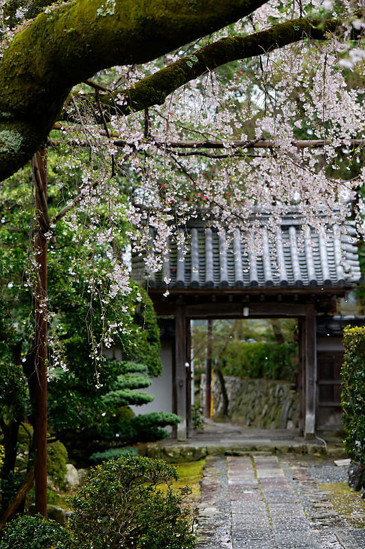 2020桜巡り@内緒のお寺_f0032011_20054697.jpg