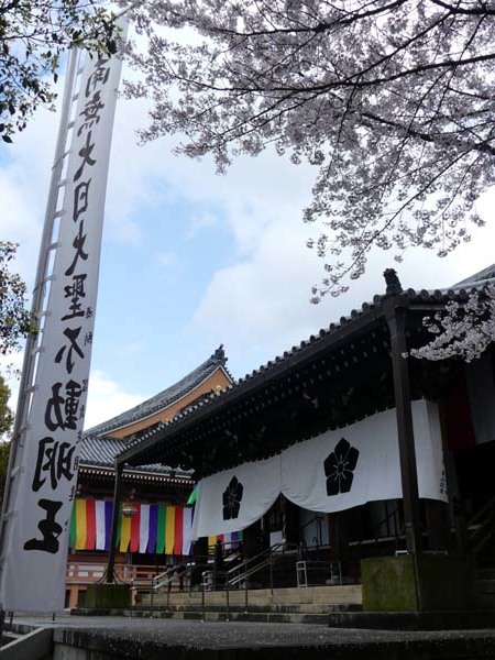 智積院　さくら満開_e0048413_22042992.jpg