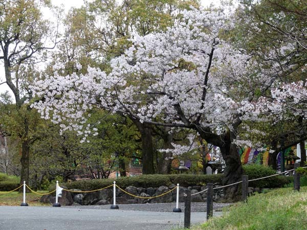 智積院　さくら満開_e0048413_22043394.jpg