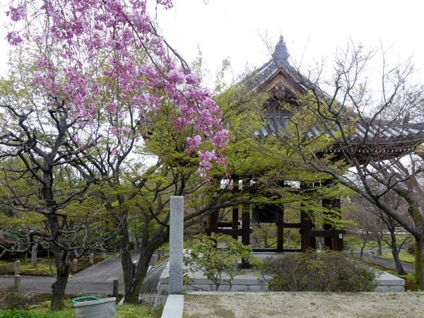 智積院　さくら満開_e0048413_22043866.jpg