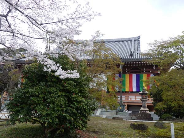 智積院　さくら満開_e0048413_22044334.jpg