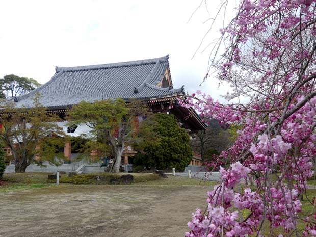 智積院　さくら満開_e0048413_22044704.jpg
