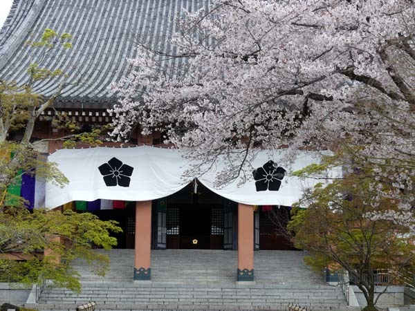 智積院　さくら満開_e0048413_22045161.jpg