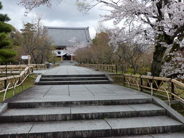 智積院　さくら満開_e0048413_22045734.jpg