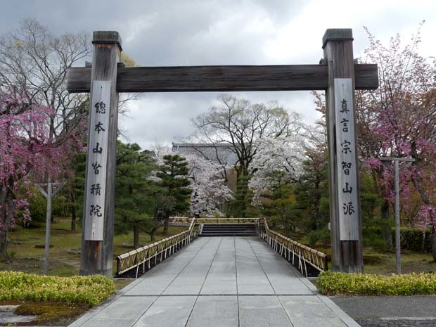 智積院　さくら満開_e0048413_22050112.jpg