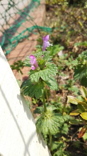 小さな紫の花_f0334619_15074511.jpg