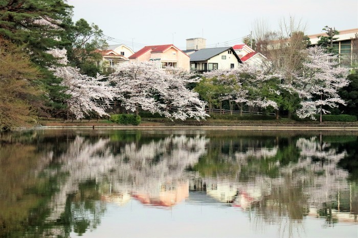 桜散る 大宮公園 さいたま日記