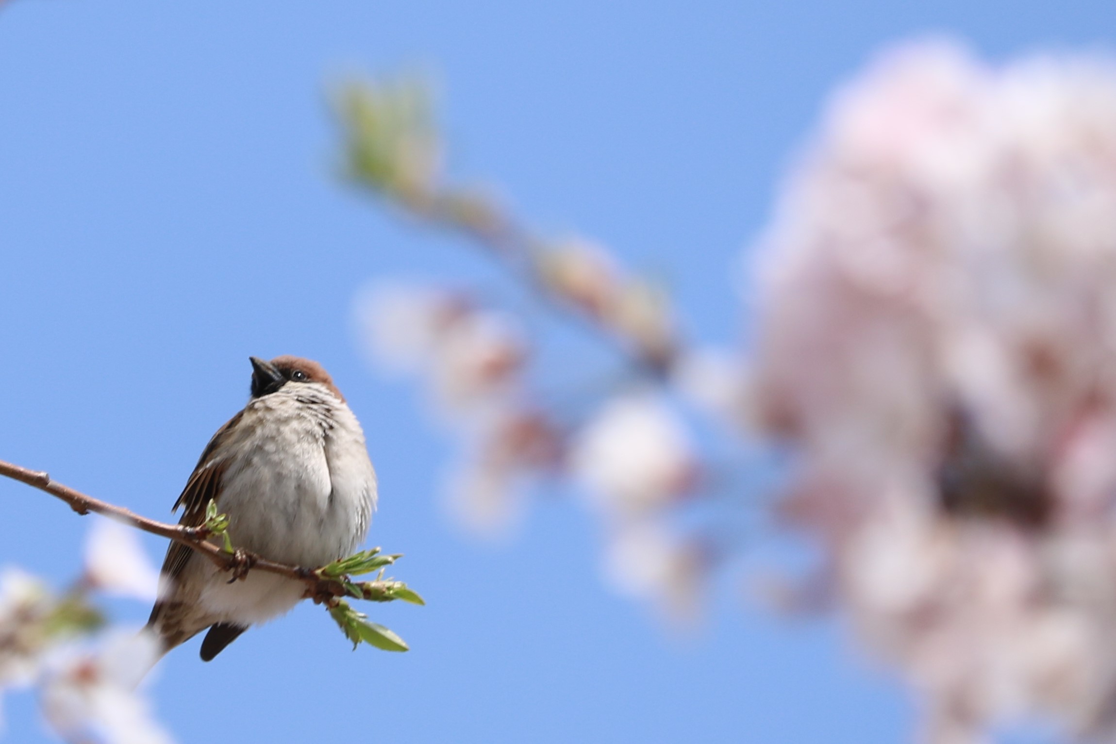 桜と鳥たち 湘南気まま生活 桜と鳥たち 湘南気まま生活