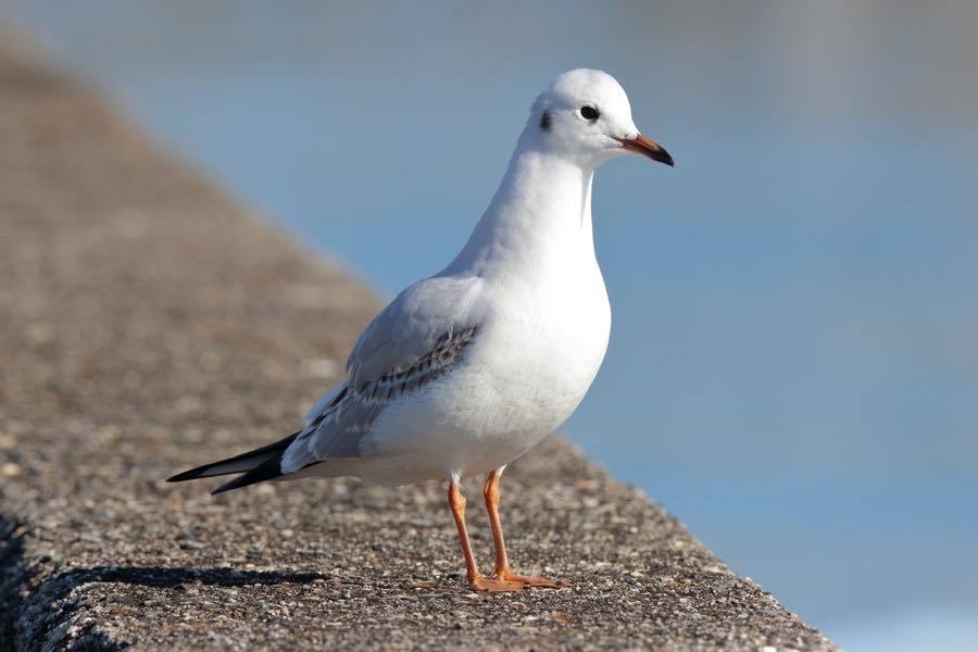 脚や嘴が黄色いユリカモメ 四十雀の欣幸 野鳥写真日記 脚や嘴が黄色いユリカモメ 四十雀の欣幸 野鳥写真日記