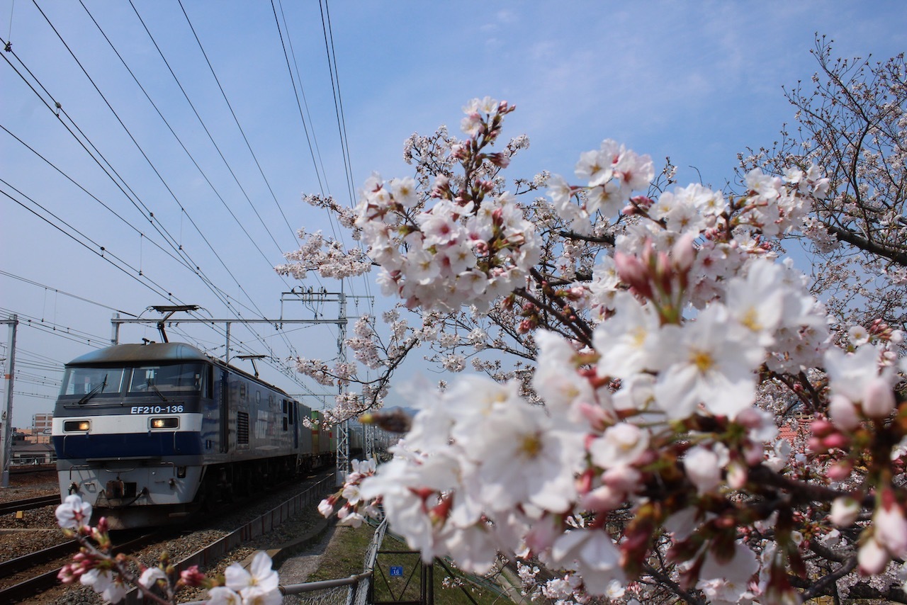 武庫川の桜と列車たち_f0355843_16420176.jpeg