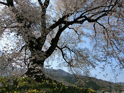 わに塚の一本桜2020_f0019247_23284433.jpg