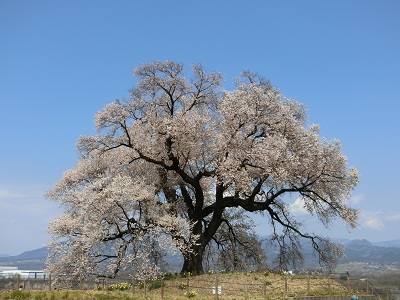 わに塚の一本桜2020_f0019247_2329693.jpg