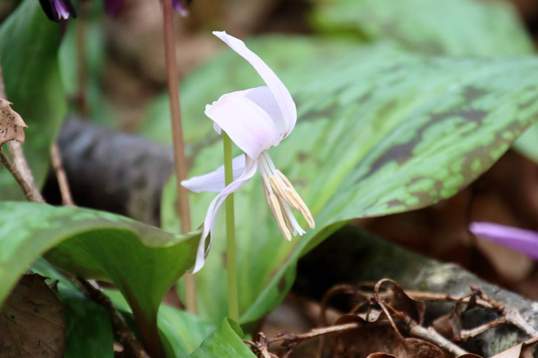 白花カタクリ、ギフチョウ_e0403850_20084279.jpg