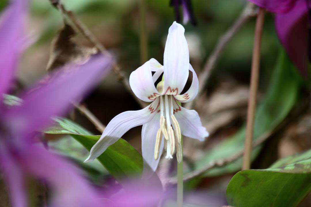 白花カタクリ、ギフチョウ_e0403850_20084768.jpg