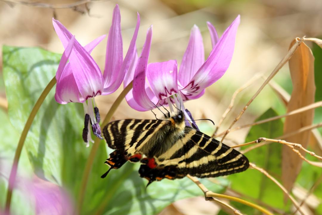 白花カタクリ、ギフチョウ_e0403850_20090349.jpg
