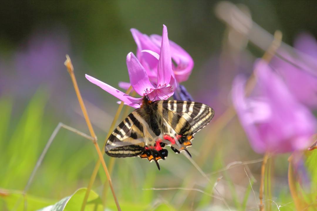 白花カタクリ、ギフチョウ_e0403850_20091276.jpg