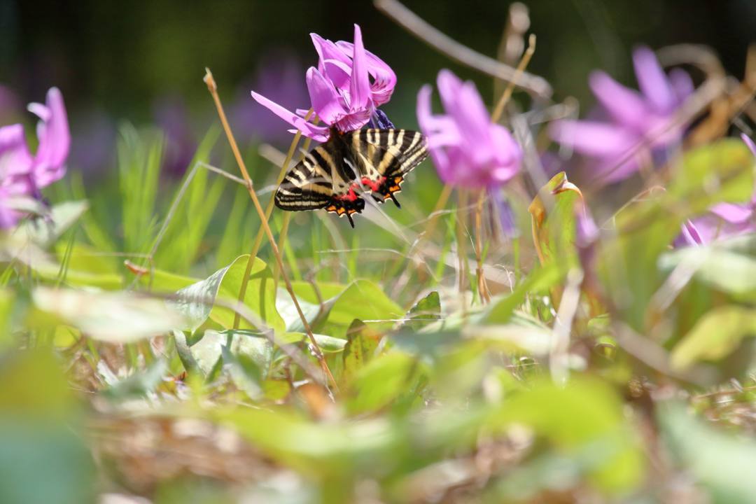 白花カタクリ、ギフチョウ_e0403850_20092804.jpg