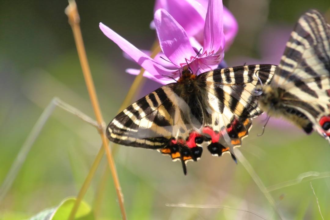 白花カタクリ、ギフチョウ_e0403850_20093214.jpg