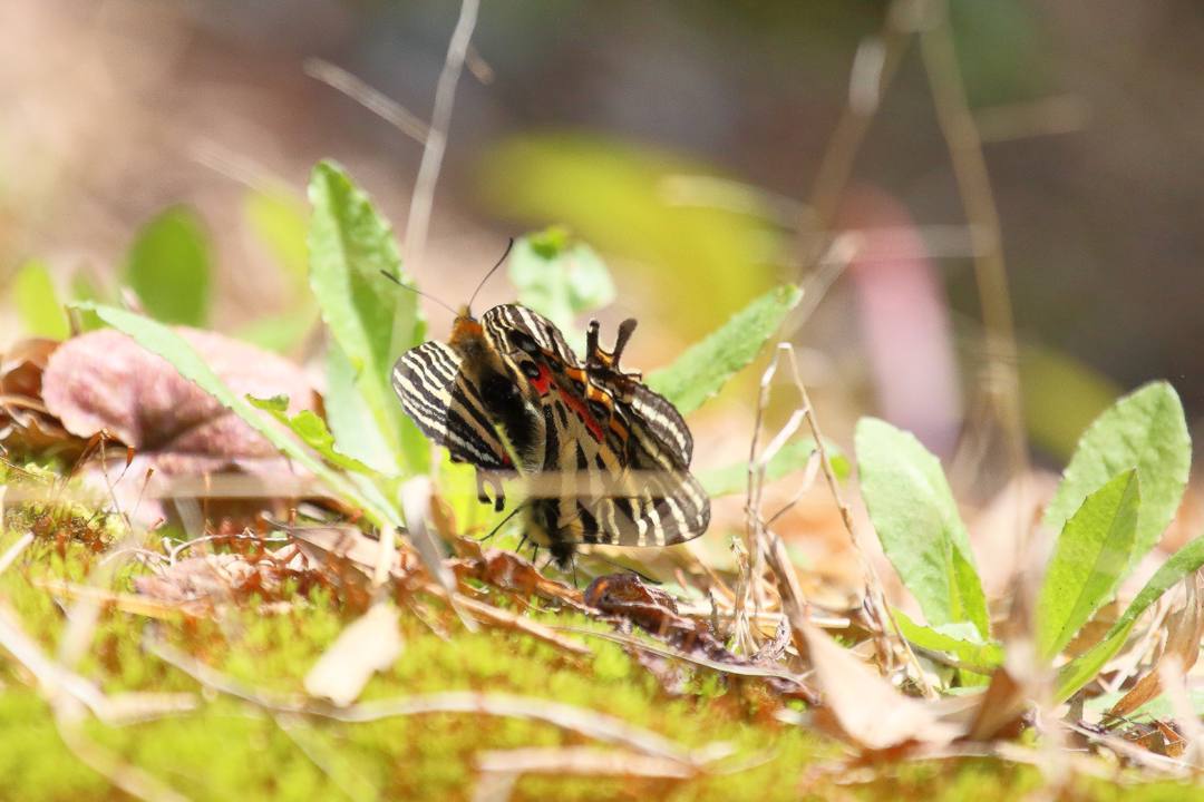 白花カタクリ、ギフチョウ_e0403850_20525206.jpg