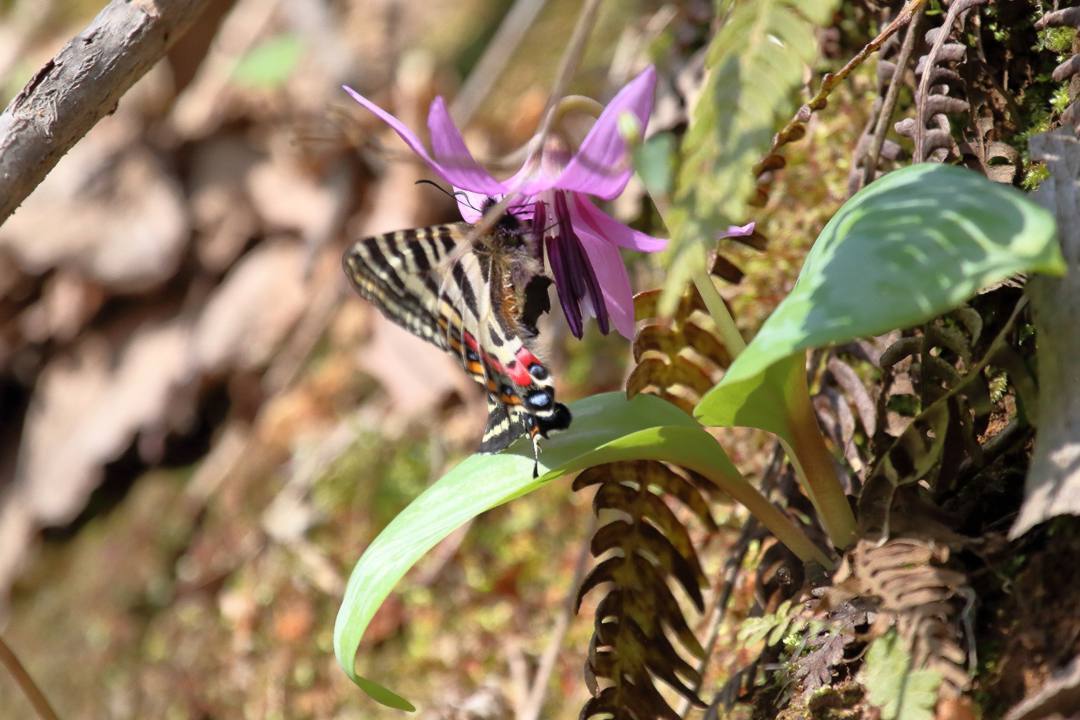 白花カタクリ、ギフチョウ_e0403850_20525319.jpg