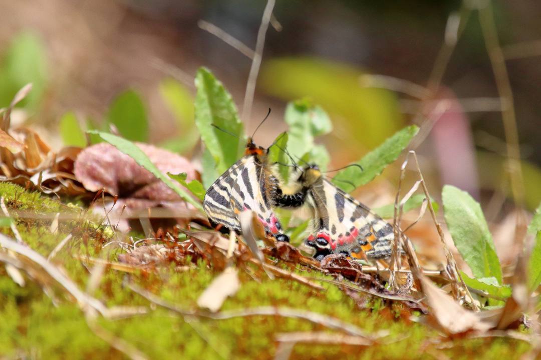 白花カタクリ、ギフチョウ_e0403850_20525398.jpg