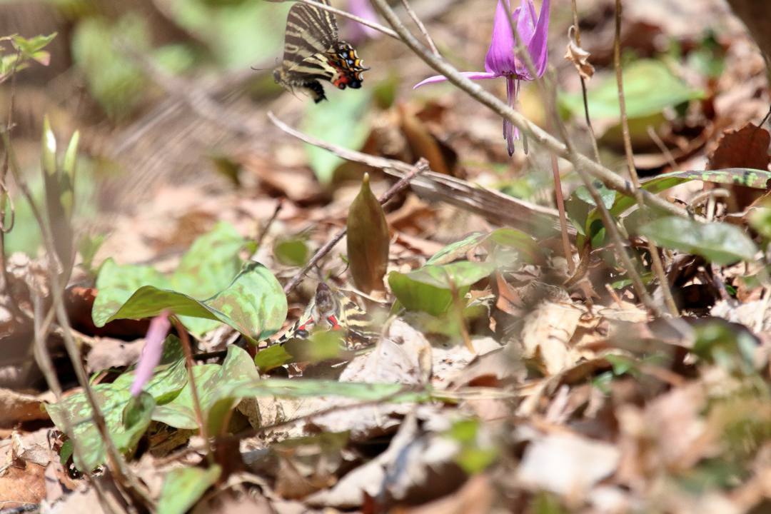 白花カタクリ、ギフチョウ_e0403850_20535854.jpg