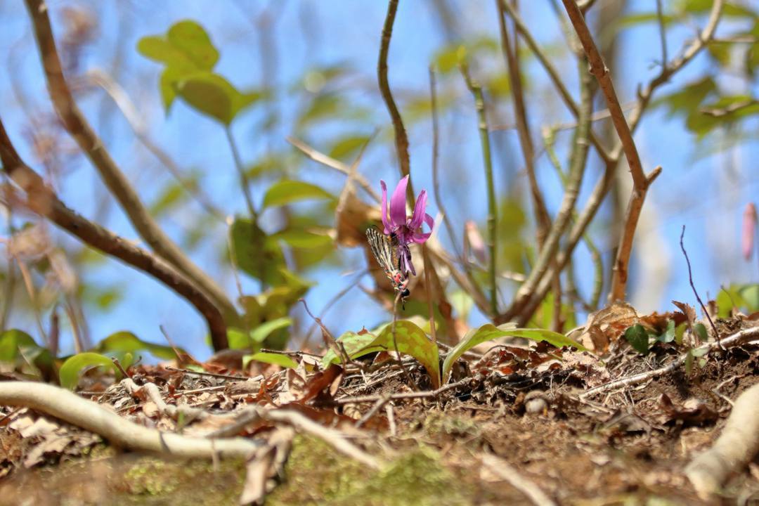 白花カタクリ、ギフチョウ_e0403850_20535856.jpg