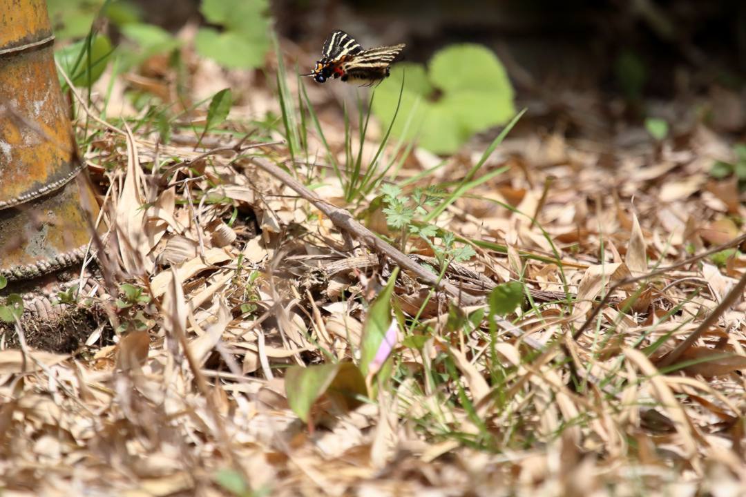 白花カタクリ、ギフチョウ_e0403850_20542865.jpg