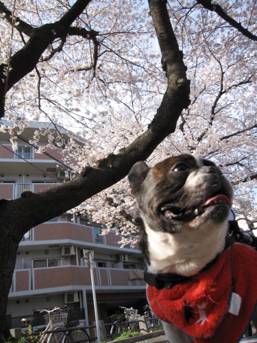 空のお花を受け取りに_b0307951_23505457.jpg