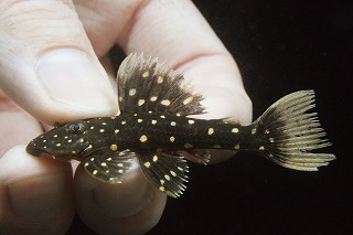 ゴールデンアンジェリカス12㎝ ブリード個体