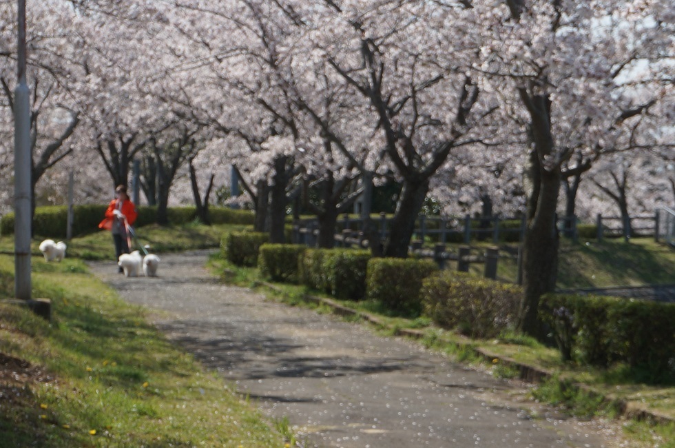 北条大池の桜が満開です。_b0124462_16065094.jpg