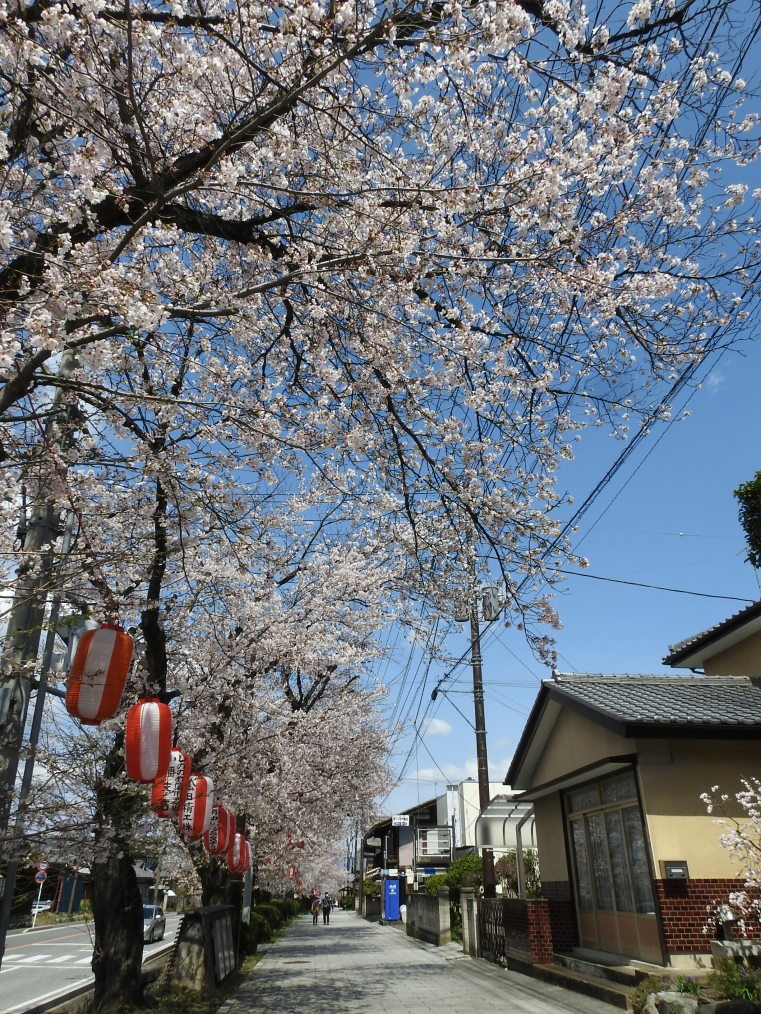 甘楽郡 甘楽町 小幡で 用水端のサクラ_c0305565_17393228.jpg