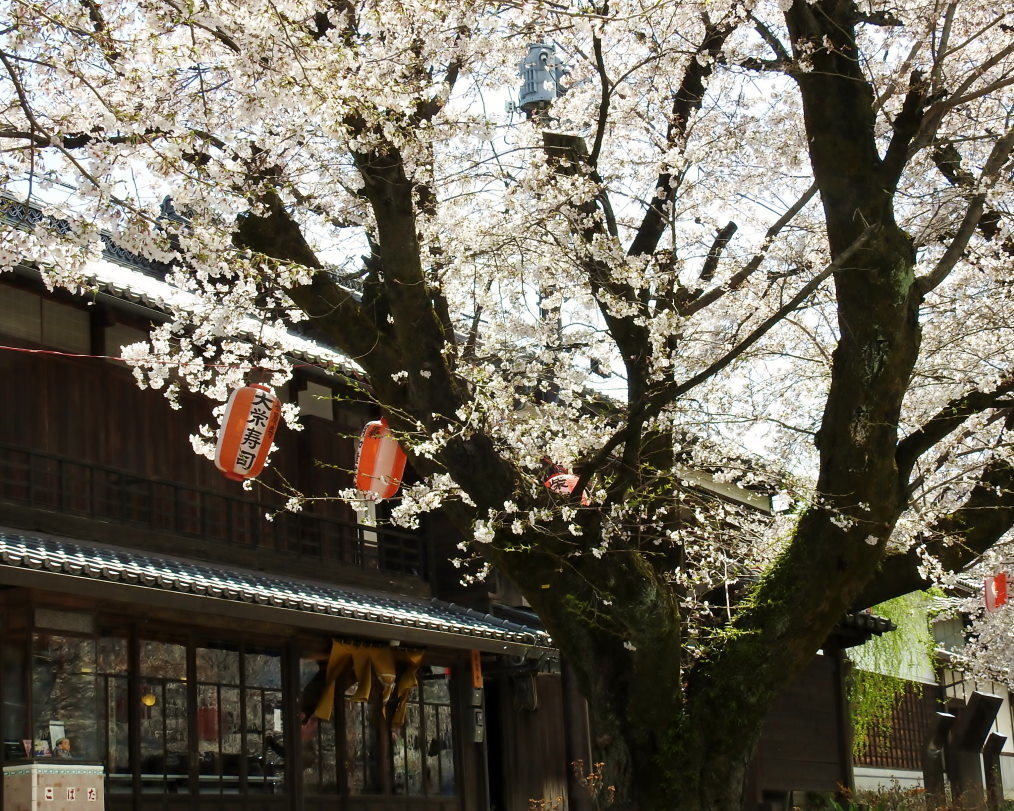 甘楽郡 甘楽町 小幡で 用水端のサクラ_c0305565_17400369.jpg