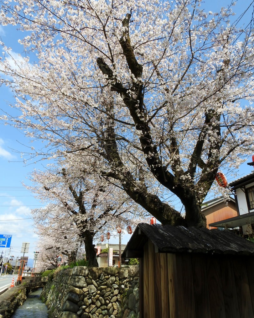 甘楽郡 甘楽町 小幡で 用水端のサクラ_c0305565_17410266.jpg
