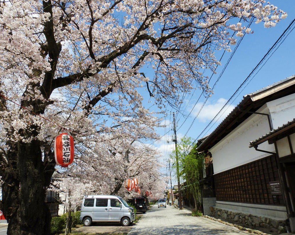 甘楽郡 甘楽町 小幡で 用水端のサクラ_c0305565_17413822.jpg