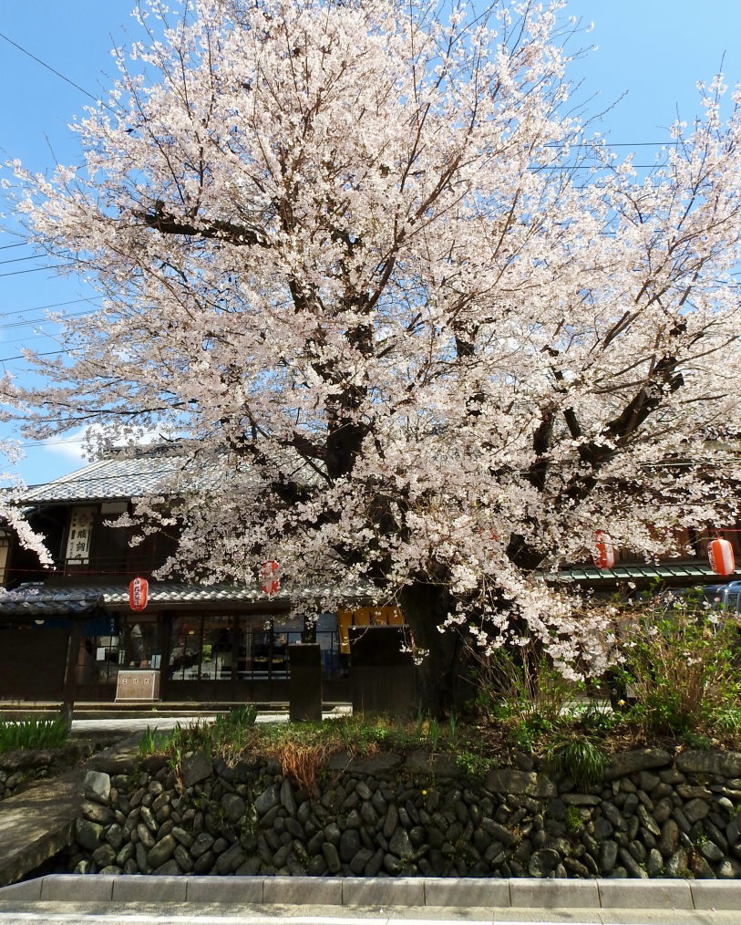 甘楽郡 甘楽町 小幡で 用水端のサクラ_c0305565_17422602.jpg