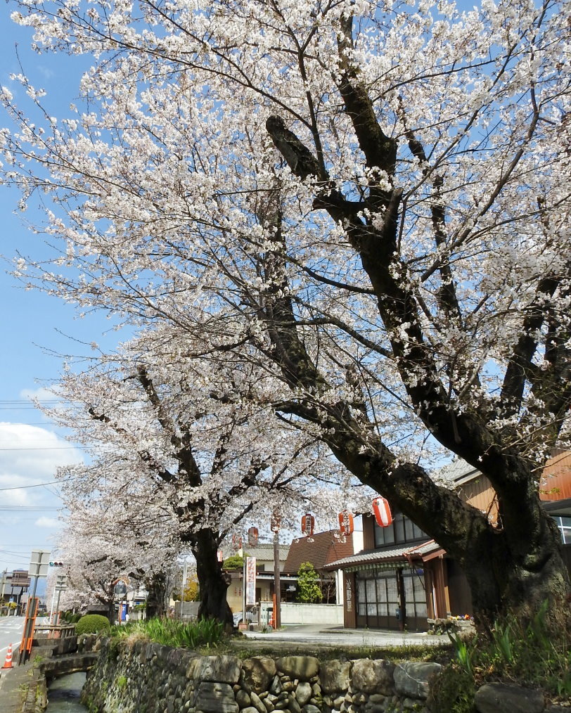 甘楽郡 甘楽町 小幡で 用水端のサクラ_c0305565_17424059.jpg