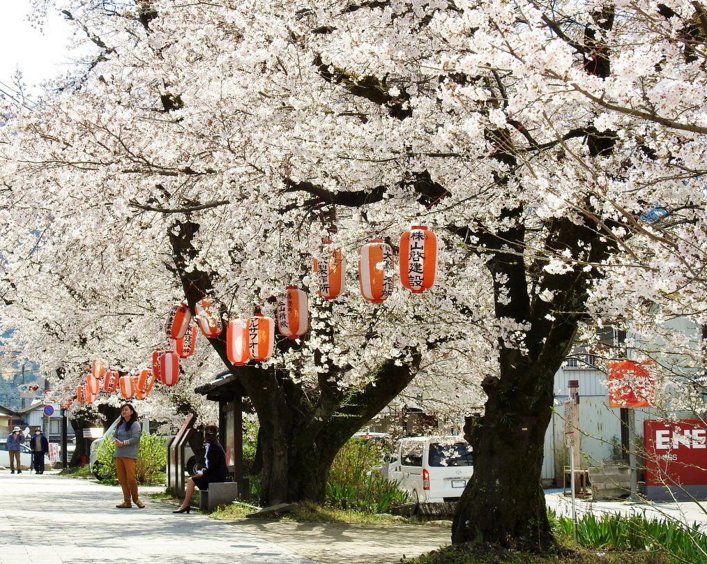 甘楽郡 甘楽町 小幡で 用水端のサクラ_c0305565_17430834.jpg