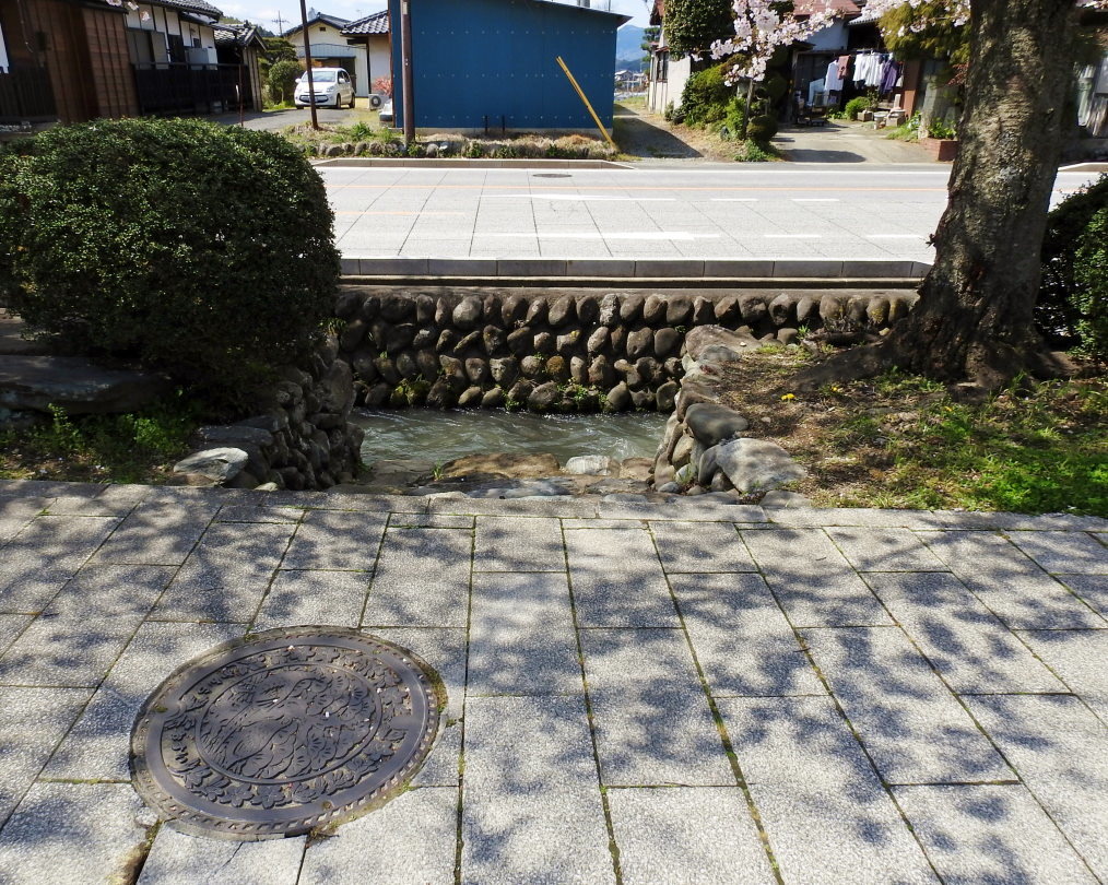 甘楽郡 甘楽町 小幡で 用水端のサクラ_c0305565_17434524.jpg