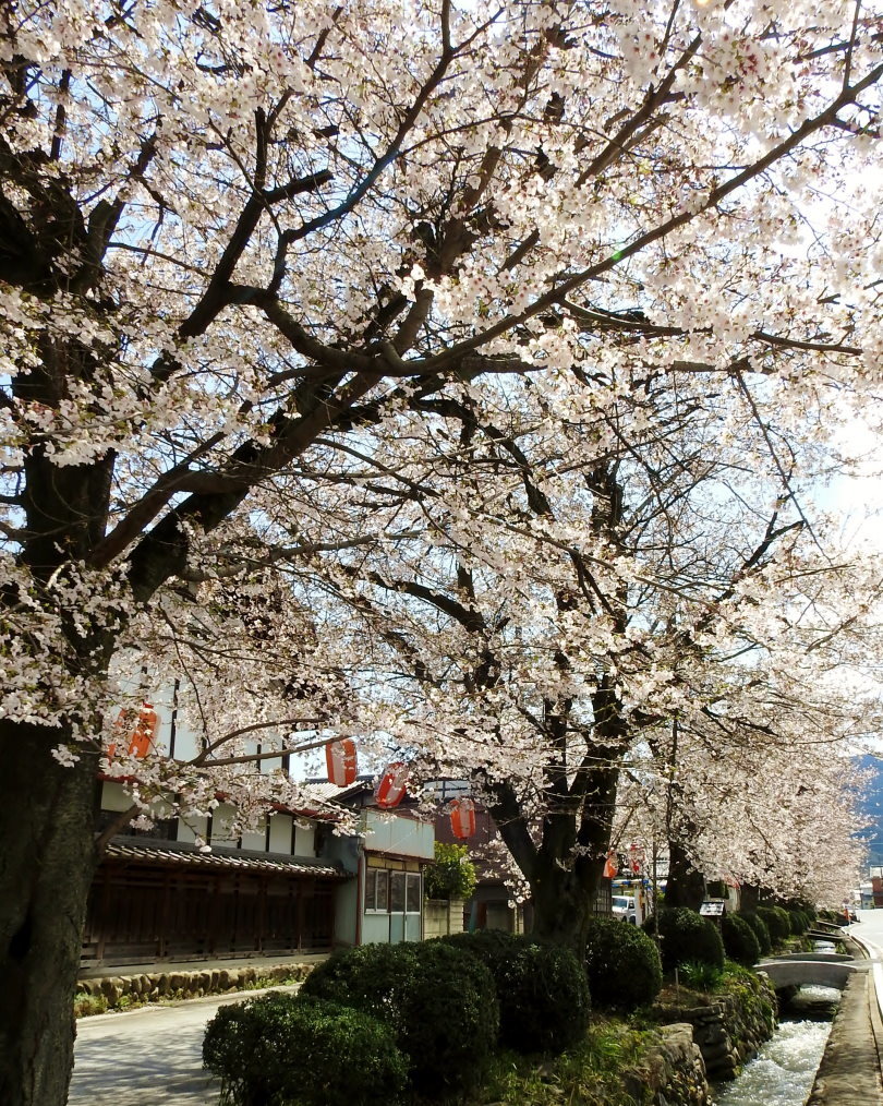 甘楽郡 甘楽町 小幡で 用水端のサクラ_c0305565_17442899.jpg