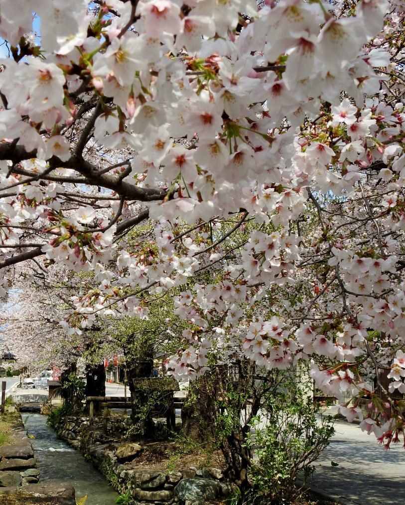 甘楽郡 甘楽町 小幡で 用水端のサクラ_c0305565_17444579.jpg