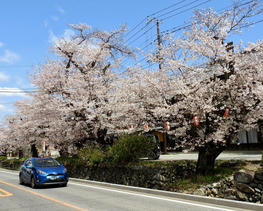 甘楽郡 甘楽町 小幡で 用水端のサクラ_c0305565_17530890.jpg