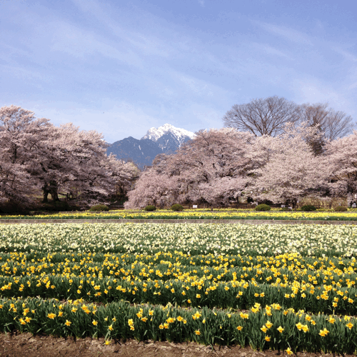 八ヶ岳の桜1_d0152765_20515422.gif