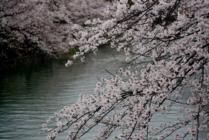 京都桜開花状況（４月１日）　岡崎疎水_b0173867_14220881.jpg