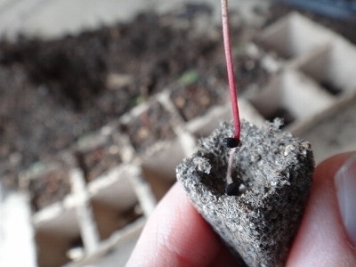緑の手 森のかすみ草