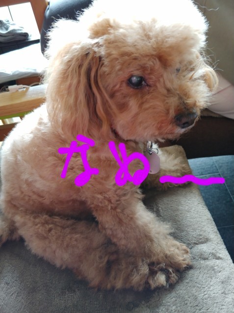 おからの蒸しパン_c0162773_19261345.jpg
